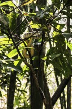 Jungle and rainforest with snake, Khao Sok National Park, Phang Nga, Surat Thani, Thailand