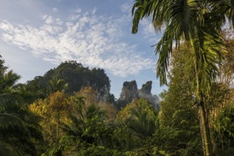 Jungle and rainforest with steep mountains, Khao Sok National Park, Phang Nga, Surat Thani,