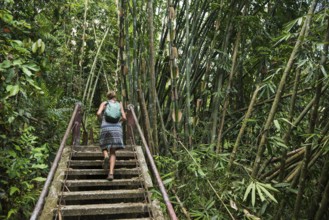 Jungle with giant bamboo, Khao Sok National Park, Phang Nga, Surat Thani, Thailand