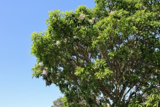 Calodendrum capense, Cape chestnut, Calodendrum tree, flower, flowering, Kirstenbosch Botanical