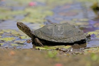 Pan Hinged Terrapin (Pelusios subniger), adult, in water, Kruger, Kruger National Park, South