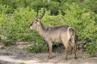 Ellipse waterbuck (Kobus ellipsiprymnus), adult, male, foraging, vigilant, Kruger, Kruger National