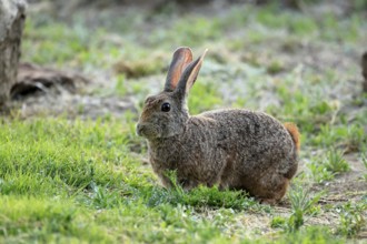 Bush hare (Lepus saxatilis), adult, foraging, alert, Montain Zebra National Park, Eastern Cape,