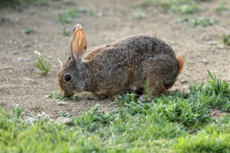Bush hare (Lepus saxatilis), adult, feeding, foraging, alert, Montain Zebra National Park, Eastern