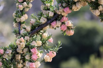 Chinese lantern tree (Nymania capensis), lantern flower, bush, flowering, flower, Karoo Desert
