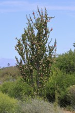 Chinese lantern tree (Nymania capensis), lantern flower, bush, flowering, flower, Karoo Desert