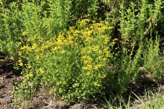 Cineraria saxifraga, flower, flowering, Kirstenbosch Botanical Gardens, Cape Town, South Africa