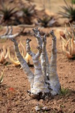 Cyphostemma juttae, plant, succulent, Karoo Desert Botanic Garden, Worcester, Western Cape, South