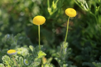 Anacyclus valentinus, flower, flowering, Kirstenbosch Botanical Gardens, Cape Town, South Africa