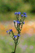 Anchusa capensis, Cape ox tongue, flower, flowering, Kirstenbosch Botanical Gardens, Cape Town,