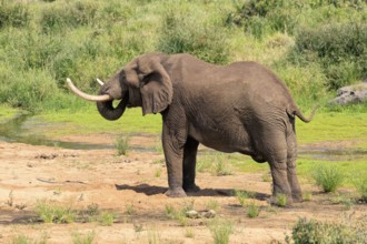 African elephant (Loxodonta africana), adult, digging, drinking, searching for water, Kruger,