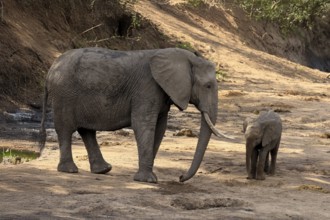African elephant (Loxodonta africana), adult, juvenile, dried up riverbed, water search, Kruger,