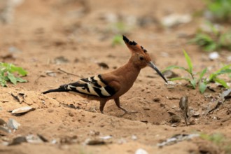 African hoopoe (Upupa africana), adult, alert, on the ground, foraging, Kruger, Kruger National