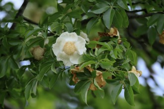African baobab (Adansonia digitata), African baobab, flowers, flowering, foliage, Kruger, Kruger