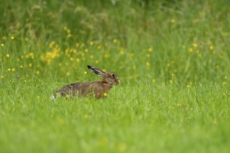 European hare (Lepus europaeus), Vulkaneifel, Rhineland-Palatinate, Germany