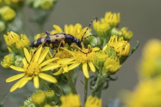Spotted longhorn (Leptura maculata) on common ragwort (Senecio jacobaea), Emsland, Lower Saxony,