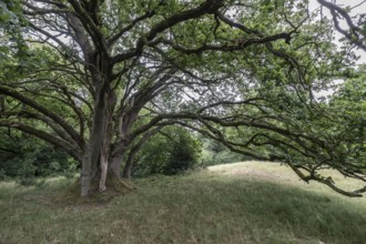 English oak (Quercus robur) in the Hutewald forest, Emsland, Lower Saxony, Germany