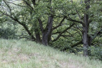 English oaks (Quercus robur) in the Hutewald forest, Emsland, Lower Saxony, Germany