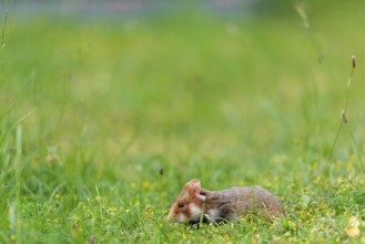 A European hamster (Cricetus cricetus) collects herbs, grass and daisies in a fresh green meadow