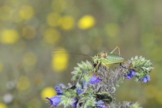 Steppe saddle grasshopper, steppe saddle grasshopper (Ephippiger ephippiger), male, on Viper's