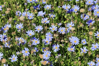 Felicia aethiopica, capaster, flower, flowering, Kirstenbosch Botanical Gardens, Cape Town, South