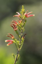 Erica glandulosa, flower, flowering, Kirstenbosch Botanical Gardens, Cape Town, South Africa