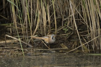 Bearded tit or reedling (Panurus biarmicus) adult male bird in a reedbed, England, United Kingdom