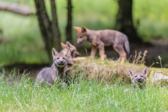 Four gray wolf pups (Canis lupus lupus) stand on, or next to a rock on a small hill at the edge of