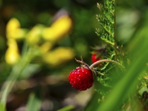 Wild strawberry (Fragaria vesca), Jenner, Berchtesgaden National Park, Schönau am Königssee,