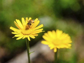 Hoverfly dung bee (Eristalis tenax) on the ox-eye daisy (Buphthalmum salicifolium), Jenner,