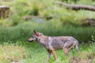 A gray wolf (Canis lupus lupus) walks along the edge of the forest on a cloudy day