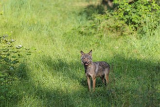 A gray wolf (Canis lupus lupus) stands in a clearing in a green meadow on a sunny day