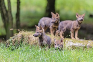 Four gray wolf pups (Canis lupus lupus) stand on, or next to a rock on a small hill at the edge of
