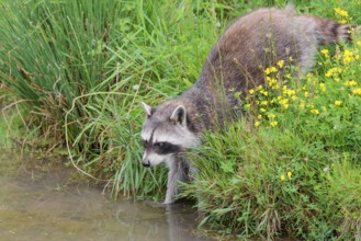 An adult raccoon (Procyon lotor) searches for food in the shallow water of a stream surrounded by