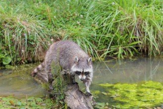An adult raccoon (Procyon lotor) crosses the shallow water of a stream on a broken branch of a tree