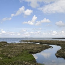 Salt marshes on the North Sea, North Sea coast, dyke foreland between Duhnen, Sahlenburg and