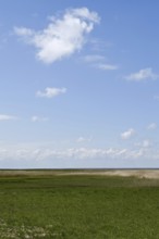 Salt marshes on the North Sea, North Sea coast, dyke foreland between Duhnen, Sahlenburg and