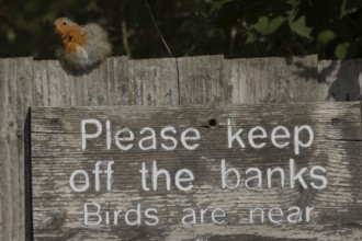 European robin (Erithacus rubecula) adult bird on a sign at a wildlife trust site, Lackford Lakes