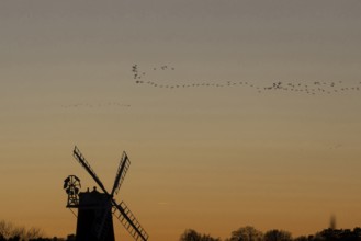 Windmill silhouette at sunset with a red sky and a skein or flock of Pink-footed geese (Anser