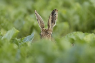 European brown hare (Lepus europaeus) adult animal in a farmland sugar beet crop, England, United