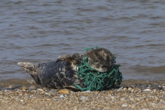 Grey seal (Halichoerus grypus) adult animal with netting wrapped around its body resting on a