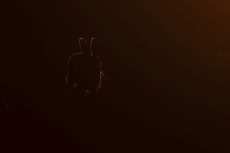 European brown hare (Lepus europaeus) adult animal rim lit from backlighting in a farmland field at