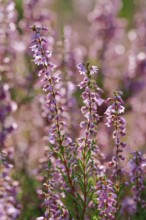 Close-up of flowering heather against the light in the Lüneburg Heath, Lower Saxony, Germany
