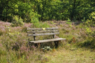 Bench in the Lüneburg Heath, Lower Saxony, Germany