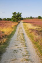 Idyllic country lane in the middle of the blooming Lüneburg Heath, Lower Saxony, Germany