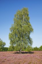 Large birch tree in the blooming Lüneburg Heath, Lower Saxony, Germany
