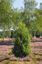 Birches and junipers in the blooming Lüneburg Heath, Lower Saxony, Germany