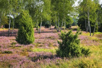 Birches and junipers in the blooming Lüneburg Heath, Lower Saxony, Germany