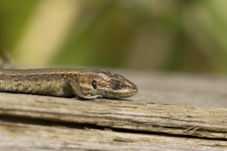 Common lizard (Zootoca vivipara) adult reptile sleeping on a wooden sleeper, England, United