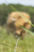 Four-spotted chaser dragonfly (Libellula quadrimaculata) adult insect resting on a reed stalk being